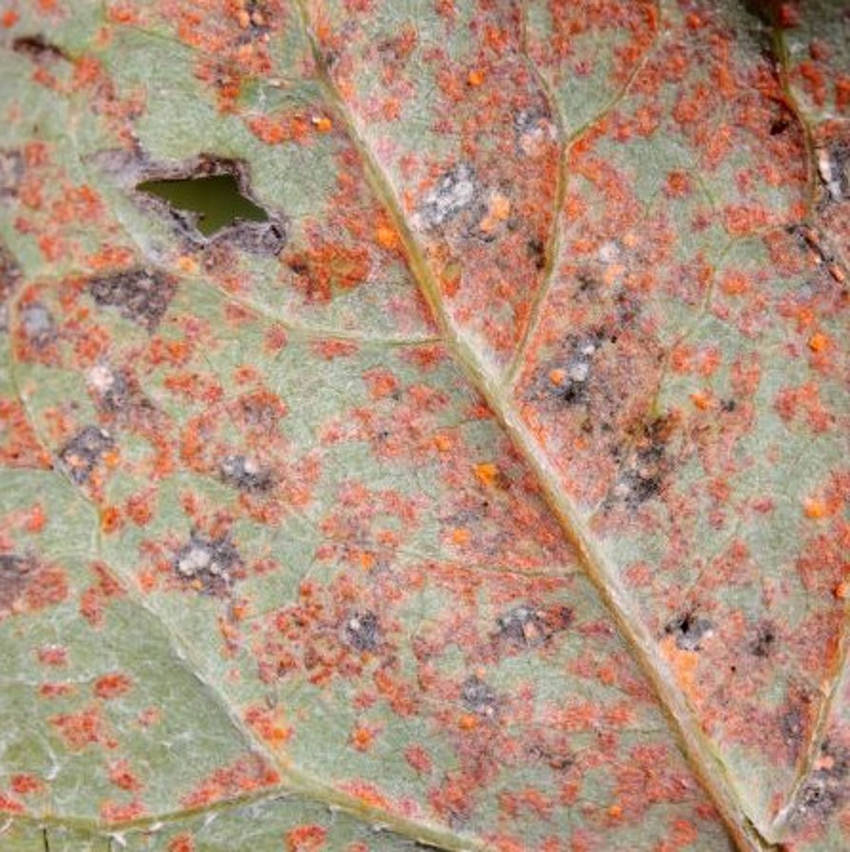 Rust Fungus 1